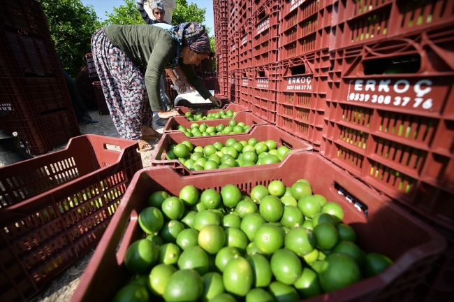 Limon hasadında kadın işçiler öne çıkıyor